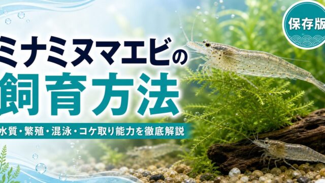 ミナミヌマエビの飼育方法｜水質・繁殖・混泳・コケ取り能力を徹底解説の要点を伝える淡水魚記事アイキャッチ画像