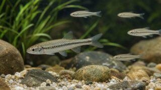 【保存版】モツゴ（クチボソ）の飼い方完全ガイド｜採集・飼育環境・餌・混泳・繁殖を徹底解説の要点を伝える淡水魚記事アイキャッチ画像