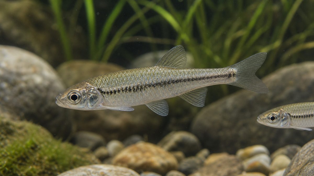 モツゴ(クチボソ)の基本情報の要点をまとめた淡水魚飼育インフォグラフィック