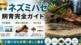 ネズミハゼの飼育完全ガイド｜小型ハゼを水槽で楽しむ方法の要点を伝える淡水魚記事アイキャッチ画像
