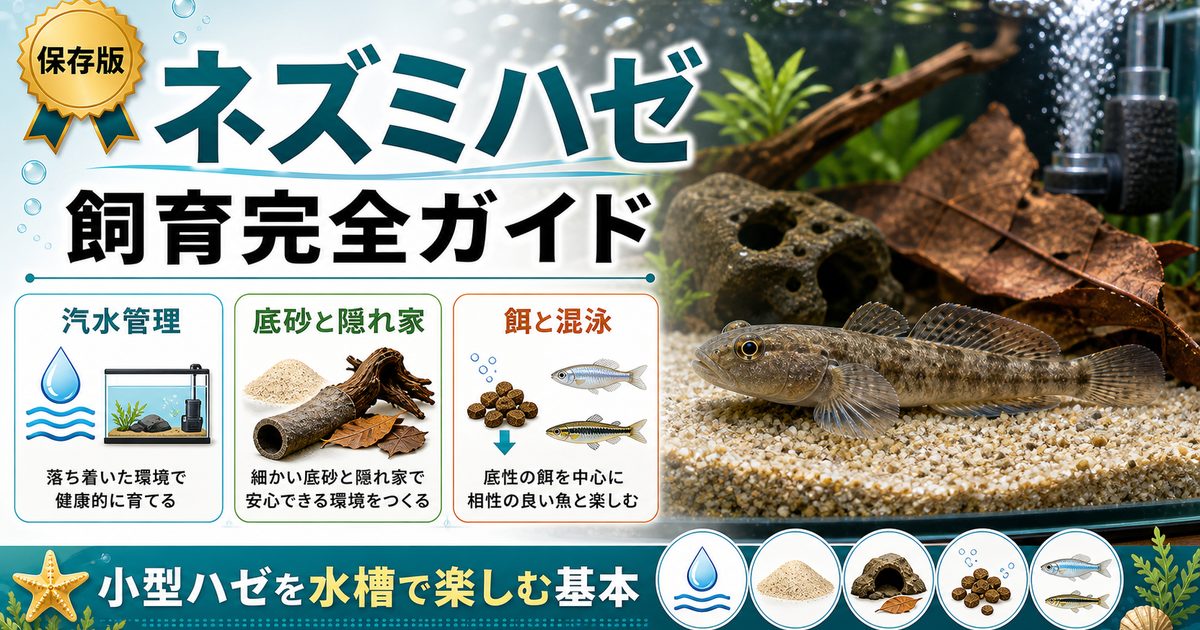 ネズミハゼの飼育完全ガイド｜小型ハゼを水槽で楽しむ方法の要点を伝える淡水魚記事アイキャッチ画像