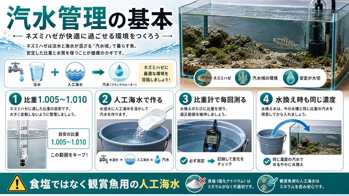 汽水管理の基本の要点をまとめた淡水魚飼育インフォグラフィック