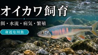 オイカワの飼い方・餌・かかりやすい病気・混泳・繁殖・通販について14,000文字で徹底解説！の要点を伝える淡水魚記事アイキャッチ画像
