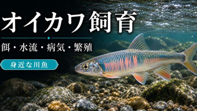 オイカワの飼い方・餌・かかりやすい病気・混泳・繁殖・通販について14,000文字で徹底解説！の要点を伝える淡水魚記事アイキャッチ画像