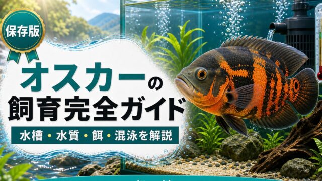 オスカーの飼育完全ガイドの要点を伝える淡水魚記事アイキャッチ画像