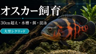 【2年で30cm超え】オスカーの育て方を徹底解説！水槽サイズは？大きくなる成長スピードが早すぎる！の要点を伝える淡水魚記事アイキャッチ画像