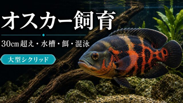 【2年で30cm超え】オスカーの育て方を徹底解説！水槽サイズは？大きくなる成長スピードが早すぎる！の要点を伝える淡水魚記事アイキャッチ画像