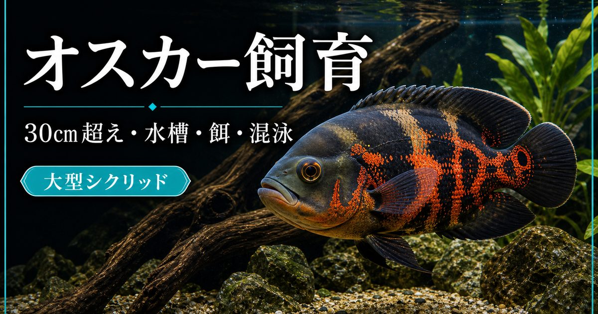 2年で30cm超え】オスカーの育て方を徹底解説！水槽サイズは？大きく