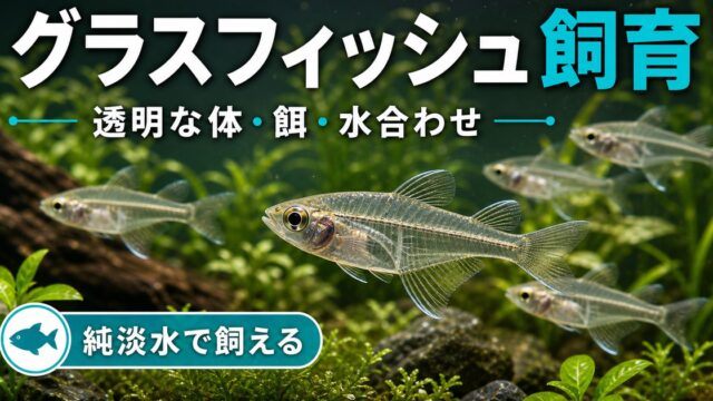 インディアングラスフィッシュの飼い方・餌・かかりやすい病気・混泳・繁殖・通販について徹底解説！の要点を伝える淡水魚記事アイキャッチ画像