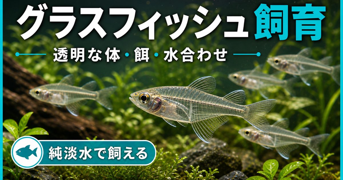 インディアングラスフィッシュの飼い方・餌・かかりやすい病気・混泳
