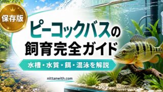 ピーコックバスの飼育完全ガイドの要点を伝える淡水魚記事アイキャッチ画像