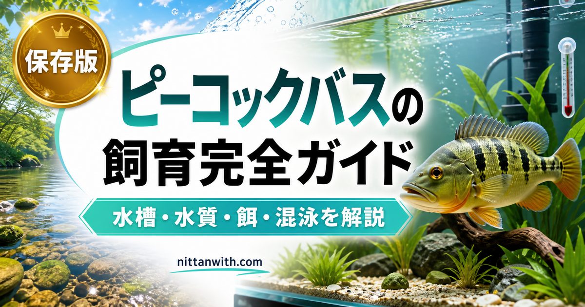ピーコックバスの飼育完全ガイドの要点を伝える淡水魚記事アイキャッチ画像