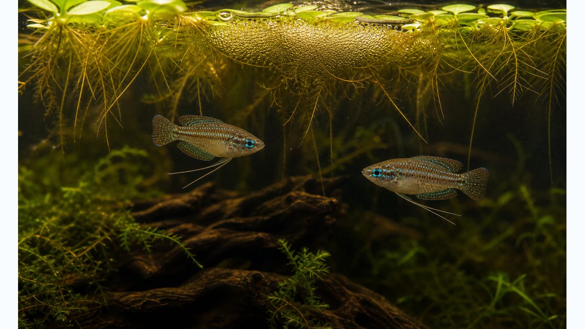 ピグミーグラミーの繁殖方法についての要点をまとめた淡水魚飼育インフォグラフィック