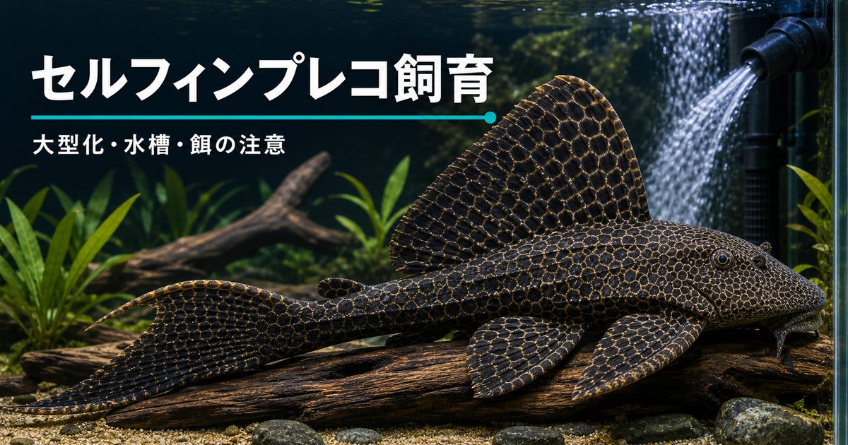 セルフィンプレコ飼育完全ガイド｜大型化する人気プレコの水槽・餌