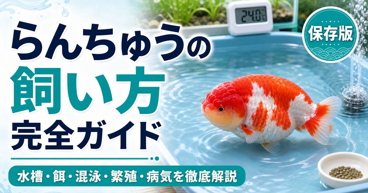 らんちゅうの飼い方完全ガイド｜水槽・餌・混泳・繁殖・病気を徹底解説
