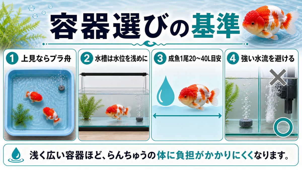 らんちゅうの飼い方完全ガイド｜水槽・餌・混泳・繁殖・病気を徹底解説