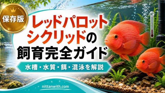 レッドパロットシクリッドの飼育完全ガイドの要点を伝える淡水魚記事アイキャッチ画像