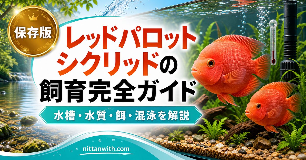 レッドパロットシクリッドの飼育完全ガイドの要点を伝える淡水魚記事アイキャッチ画像