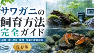 サワガニの飼育方法完全ガイド｜水場・餌・脱皮・繁殖・採集を徹底解説の要点を伝える淡水魚記事アイキャッチ画像