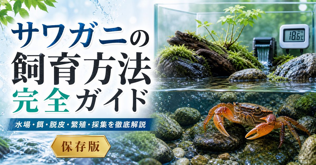 サワガニの飼育方法完全ガイド｜水場・餌・脱皮・繁殖・採集を徹底解説の要点を伝える淡水魚記事アイキャッチ画像