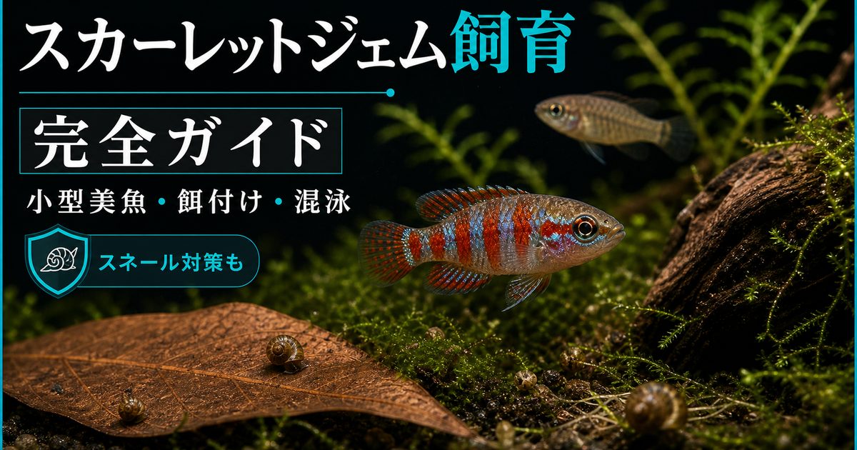 スカーレットジェム飼育完全ガイド｜小型美魚・スネール駆除能力・混泳の要点を伝える淡水魚記事アイキャッチ画像