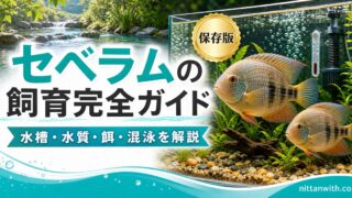 セベラムの飼育完全ガイドの要点を伝える淡水魚記事アイキャッチ画像