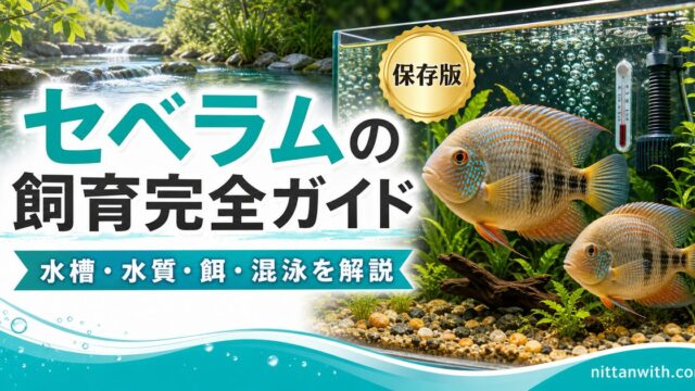 セベラムの飼育完全ガイドの要点を伝える淡水魚記事アイキャッチ画像