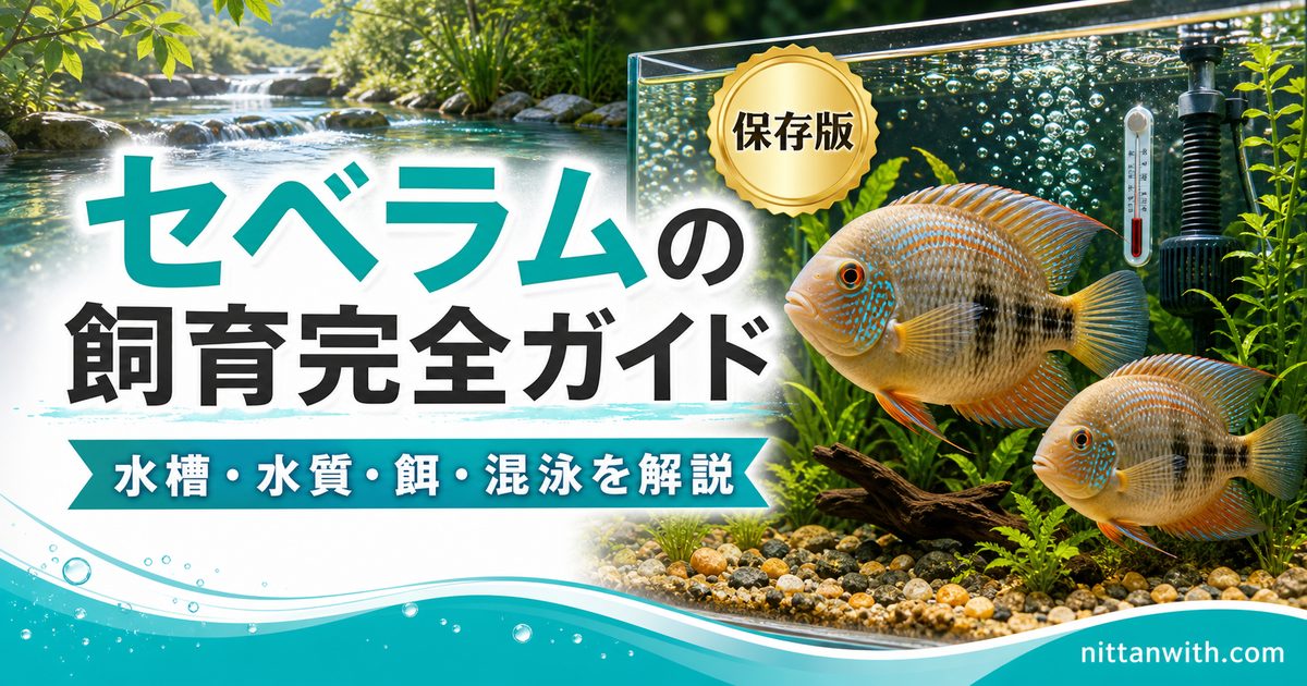 セベラムの飼育完全ガイドの要点を伝える淡水魚記事アイキャッチ画像