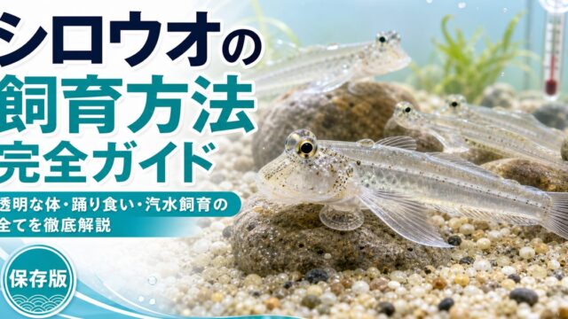 シロウオの飼育方法完全ガイド｜透明な体・踊り食い・汽水飼育の全てを徹底解説の要点を伝える淡水魚記事アイキャッチ画像