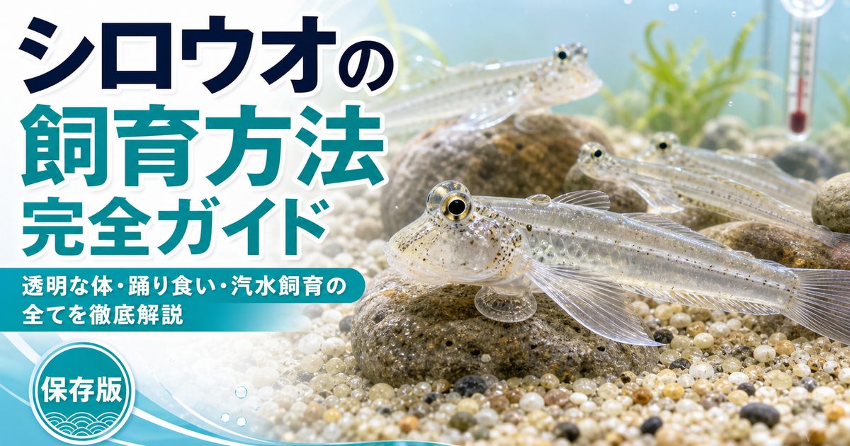 シロウオの飼育方法完全ガイド｜透明な体・踊り食い・汽水飼育の全てを徹底解説の要点を伝える淡水魚記事アイキャッチ画像