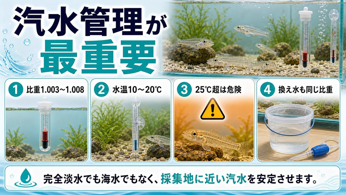 水質・水温の管理(シロウオ飼育の核心)の要点をまとめた淡水魚飼育インフォグラフィック