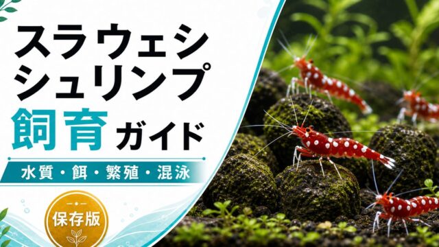 スラウェシシュリンプの飼育方法・餌・繁殖・混泳・通販について徹底解説！の要点を伝える淡水魚記事アイキャッチ画像