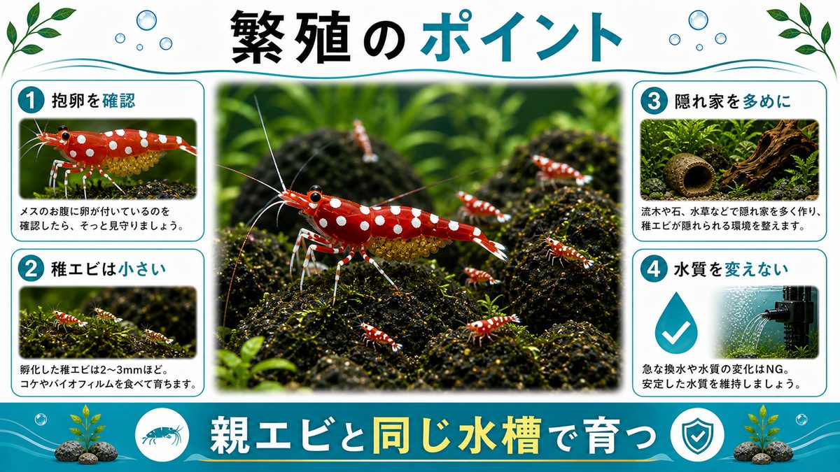 7,スラウェシシュリンプの繁殖についての要点をまとめた淡水魚飼育インフォグラフィック
