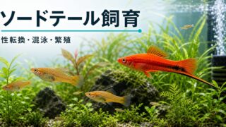 ソードテール飼育完全ガイド｜性転換する卵胎生メダカの混泳・繁殖の要点を伝える淡水魚記事アイキャッチ画像
