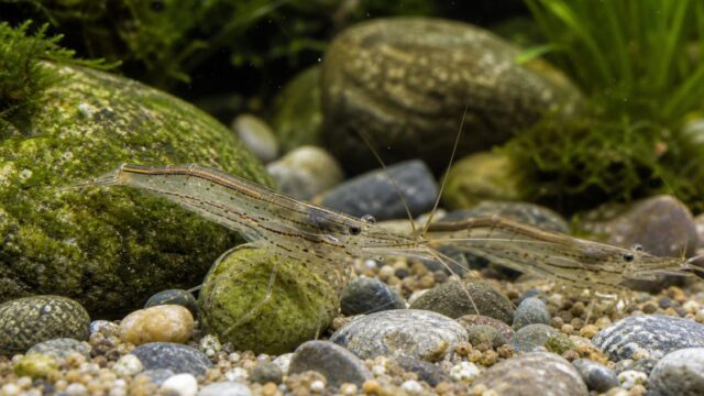 スジエビ完全ガイドの要点を伝える淡水魚記事アイキャッチ画像