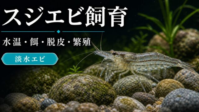スジエビの飼い方・餌・かかりやすい病気・混泳・繁殖・通販について徹底解説！の要点を伝える淡水魚記事アイキャッチ画像