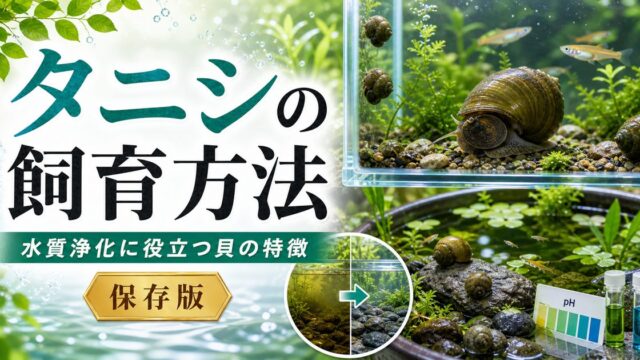 タニシの飼育方法｜水質浄化に役立つ貝の特徴と上手な飼い方の要点を伝える淡水魚記事アイキャッチ画像