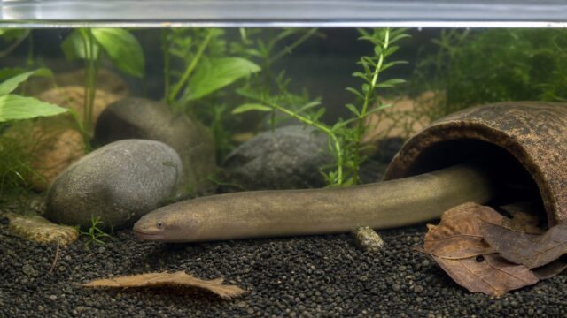 タウナギの飼育方法完全ガイド｜脱走対策・性転換・水質管理まで徹底解説の要点を伝える淡水魚記事アイキャッチ画像