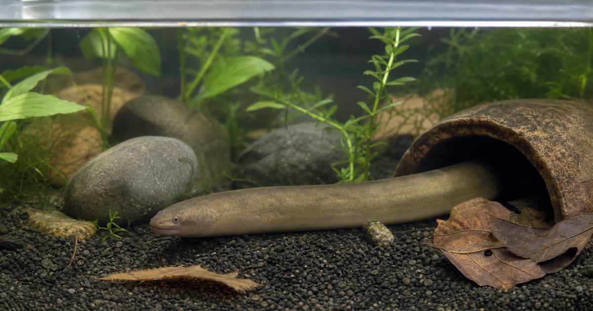 タウナギの飼育方法完全ガイド｜脱走対策・性転換・水質管理まで徹底解説の要点を伝える淡水魚記事アイキャッチ画像