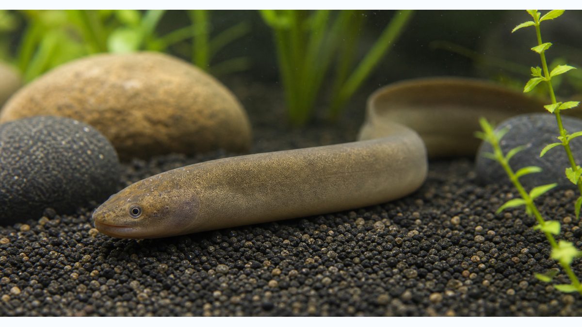 タウナギの基本情報の要点をまとめた淡水魚飼育インフォグラフィック