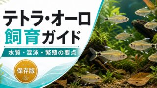 テトラ・オーロの飼育方法・餌や・繁殖・混泳・注意点について12,000文字で徹底解説！【小型カラシン】の要点を伝える淡水魚記事アイキャッチ画像