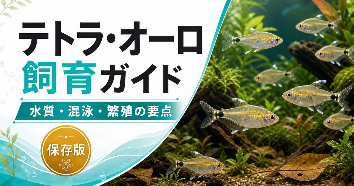 テトラ・オーロの飼育方法・餌や・繁殖・混泳・注意点について12,000文字で徹底解説！【小型カラシン】の要点を伝える淡水魚記事アイキャッチ画像