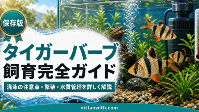 タイガーバーブ飼育完全ガイド｜混泳の注意点・繁殖・水質管理を詳しく解説の要点を伝える淡水魚記事アイキャッチ画像