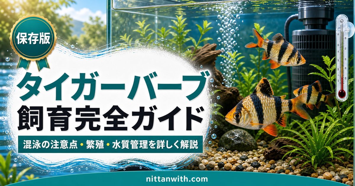 タイガーバーブ飼育完全ガイド｜混泳の注意点・繁殖・水質管理を詳しく解説の要点を伝える淡水魚記事アイキャッチ画像