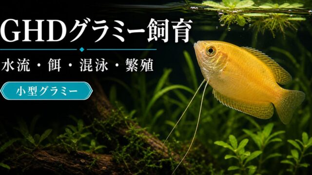 ゴールデンハニードワーフグラミーの飼い方・餌・かかりやすい病気・混泳・繁殖・通販について14,000文字で徹底解説！の要点を伝える淡水魚記事アイキャッチ画像