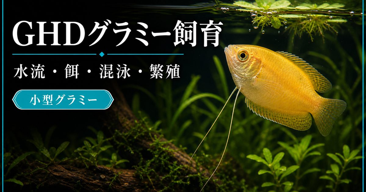 ゴールデンハニードワーフグラミーの飼い方・餌・かかりやすい病気
