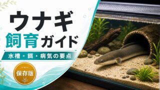 ウナギの飼育方法・生息場所・病気・エサ・オススメ水槽環境について徹底解説！【混泳可能！】の要点を伝える淡水魚記事アイキャッチ画像