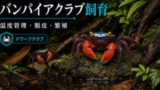 【ドワーフクラブ】バンパイアクラブの飼育方法・寿命・温度管理・脱皮対策・繁殖方法について徹底解説！【稚ガニ】の要点を伝える淡水魚記事アイキャッチ画像