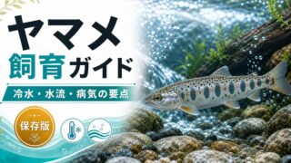 ヤマメ（サクラマス）の飼育方法・餌・病気・混泳・通販を徹底解説！の要点を伝える淡水魚記事アイキャッチ画像
