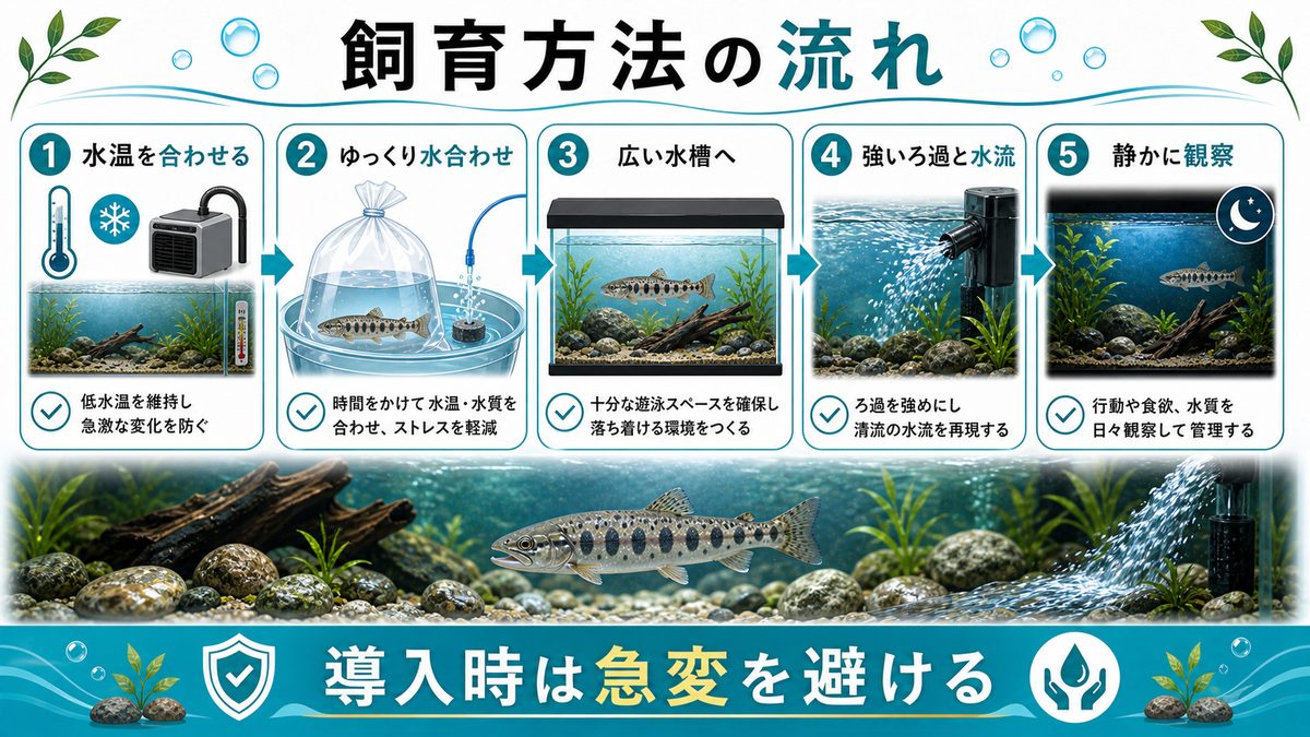 5,ヤマメの飼育方法についての要点をまとめた淡水魚飼育インフォグラフィック